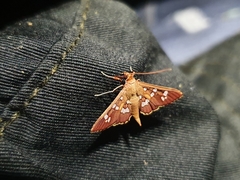 Phostria