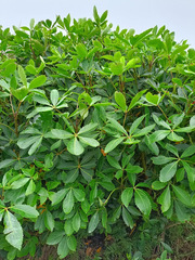 Pseudopanax colensoi