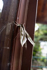 Xylophanes acrus