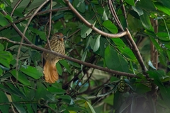 Thripophaga macroura