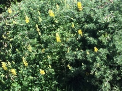Lupinus arboreus
