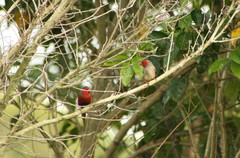 Neochmia phaeton phaeton