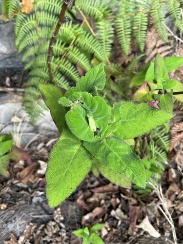 Salvia rubriflora, photograph 6