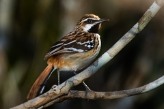 Myrmorchilus strigilatus