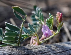 Astragalus cobrensis