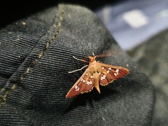 Phostria