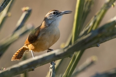 Cantorchilus longirostris