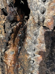 Pectobacterium cacticida