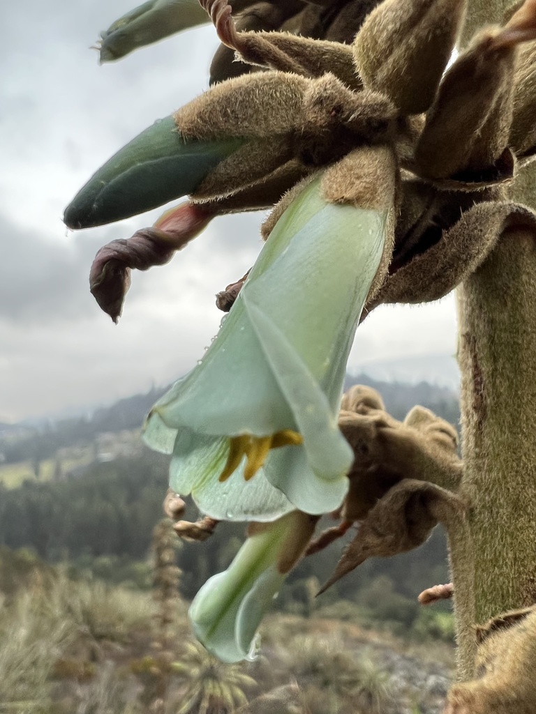 Puya cundiboyacensis