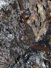 Pectobacterium cacticida