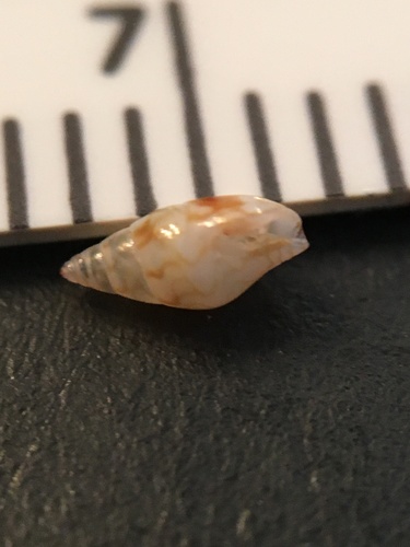 Lunate Dove Shell