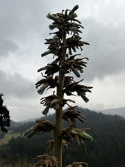 Puya bicolor