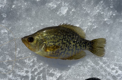 Black Crappie