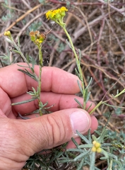 Senecio rosmarinifolius