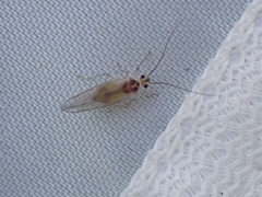 Stenopsocus immaculatus