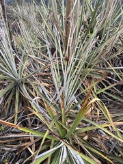 Puya bicolor