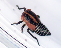 Eurymeloides marmorata