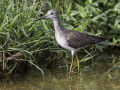 Tringa flavipes