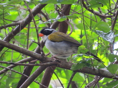 Arremon flavirostris