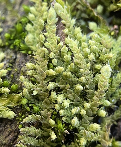 Rough Thelia (Thelia asprella)