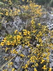 Cyrtochilum densiflorum