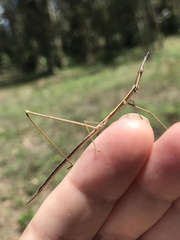 Tetanorhynchini