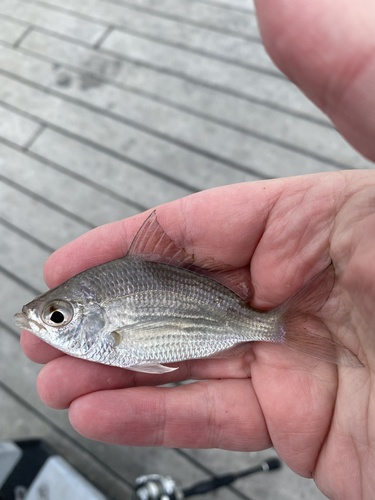 Jenny mojarra (Eucinostomus gula) — Gerreidae