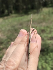 Tetanorhynchini