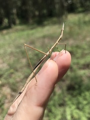 Tetanorhynchini