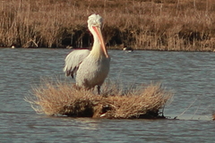 Pelecanus crispus