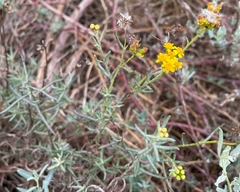 Senecio rosmarinifolius