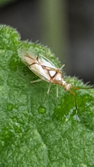 Hyaliodes