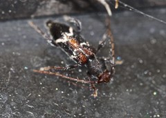 Ectosticta cleroides