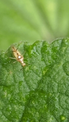 Hyaliodes
