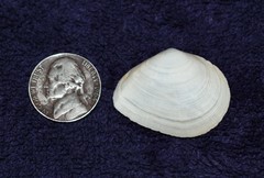 Austromacoma constricta