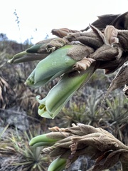 Puya bicolor