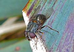 Helophilus campbellicus