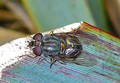 Helophilus campbellicus