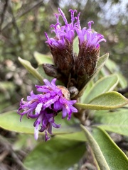 Lepidaploa karstenii