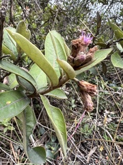 Lepidaploa karstenii