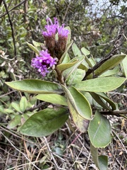 Lepidaploa karstenii