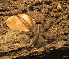 Centroctenus brevipes