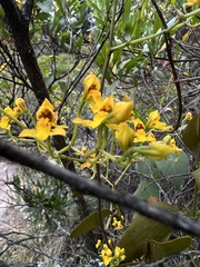 Cyrtochilum densiflorum