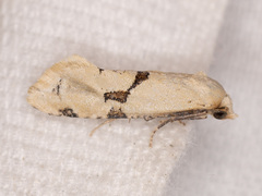Nycthia yuccatana
