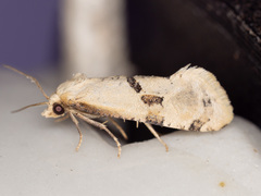 Nycthia yuccatana