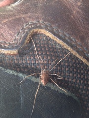 Hadrobunus maculosus