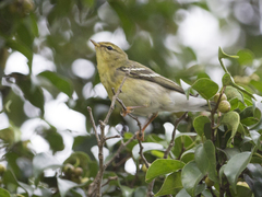 Setophaga striata