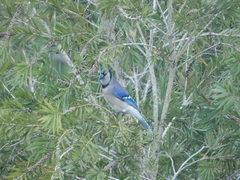 Cyanocitta cristata image