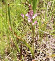 Lachenalia salteri