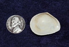 Austromacoma constricta